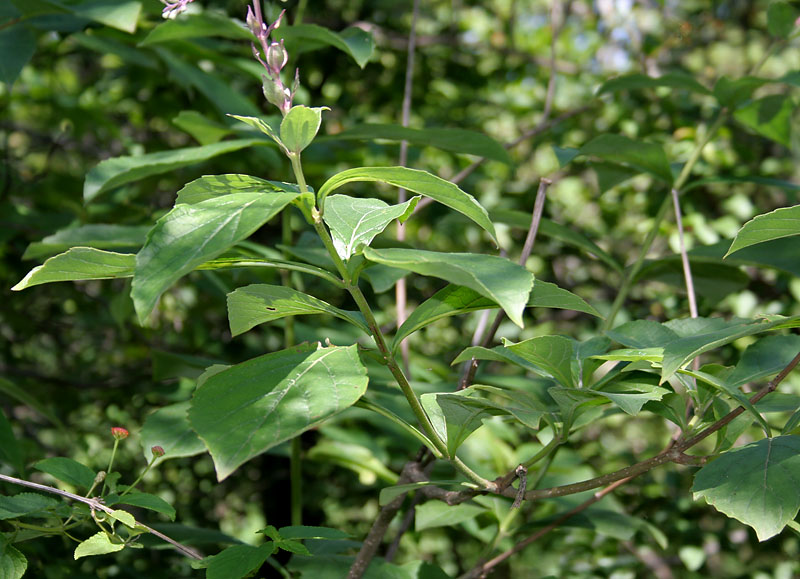 Rotheca serrata